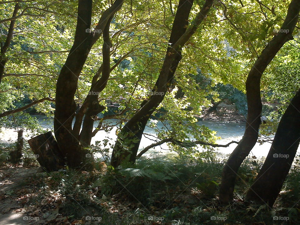 trees in the river