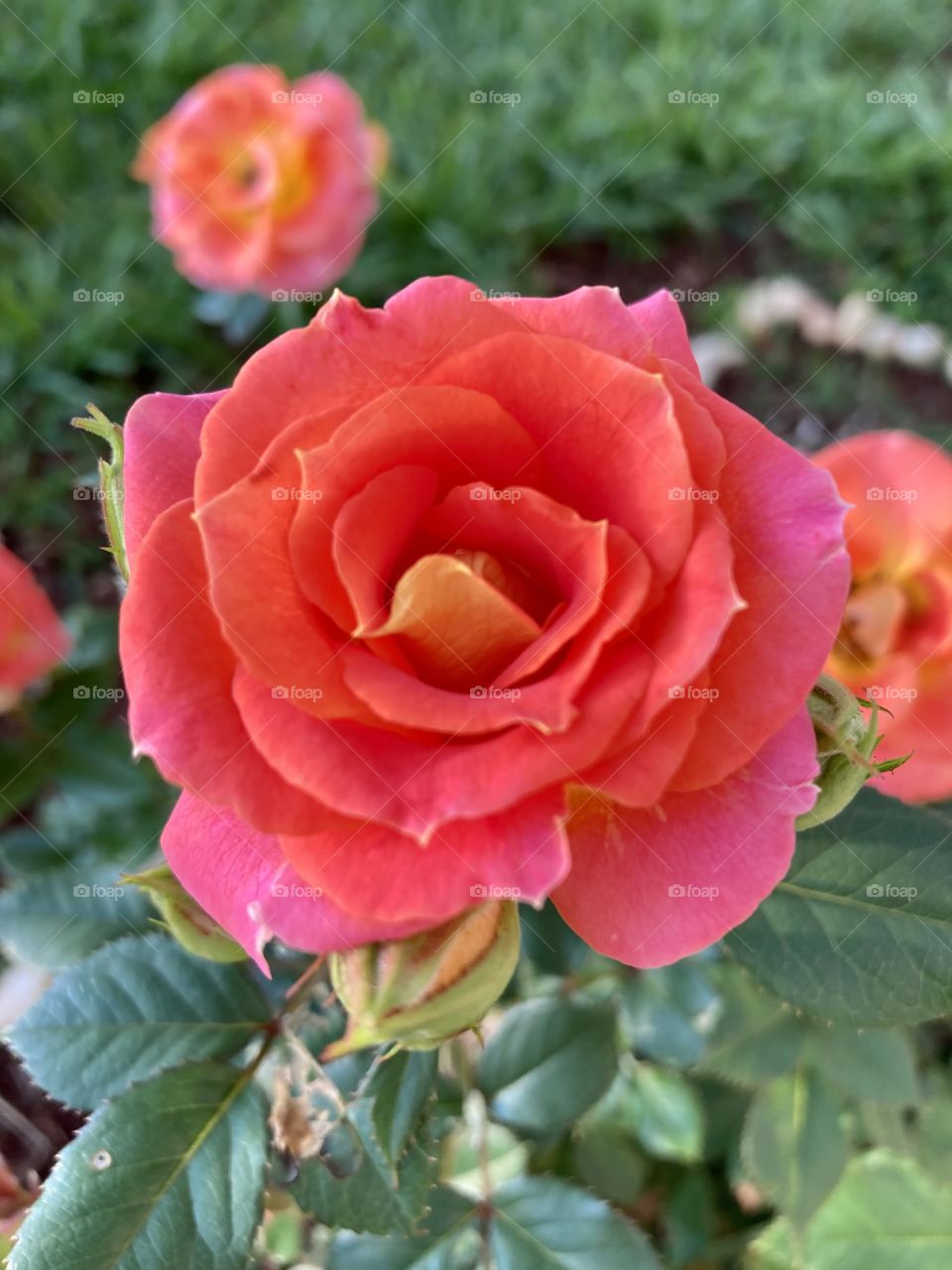 🌹 🇺🇸 Very beautiful flowers to brighten our day.  Live nature and its beauty. Did you like the delicate petals? / 🇧🇷 Flores muito bonitas para alegrar nosso dia. Viva a natureza e sua beleza. Gostaram das pétalas delicadas? 