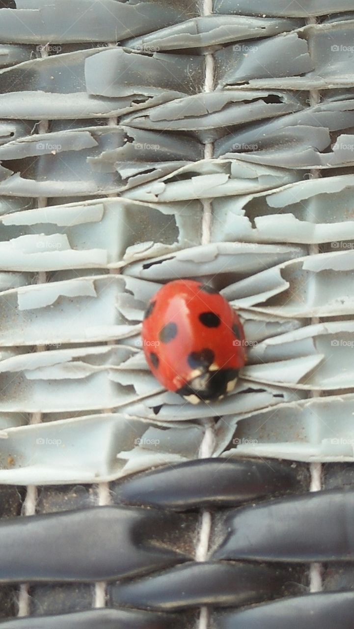 beautiful ladybug.