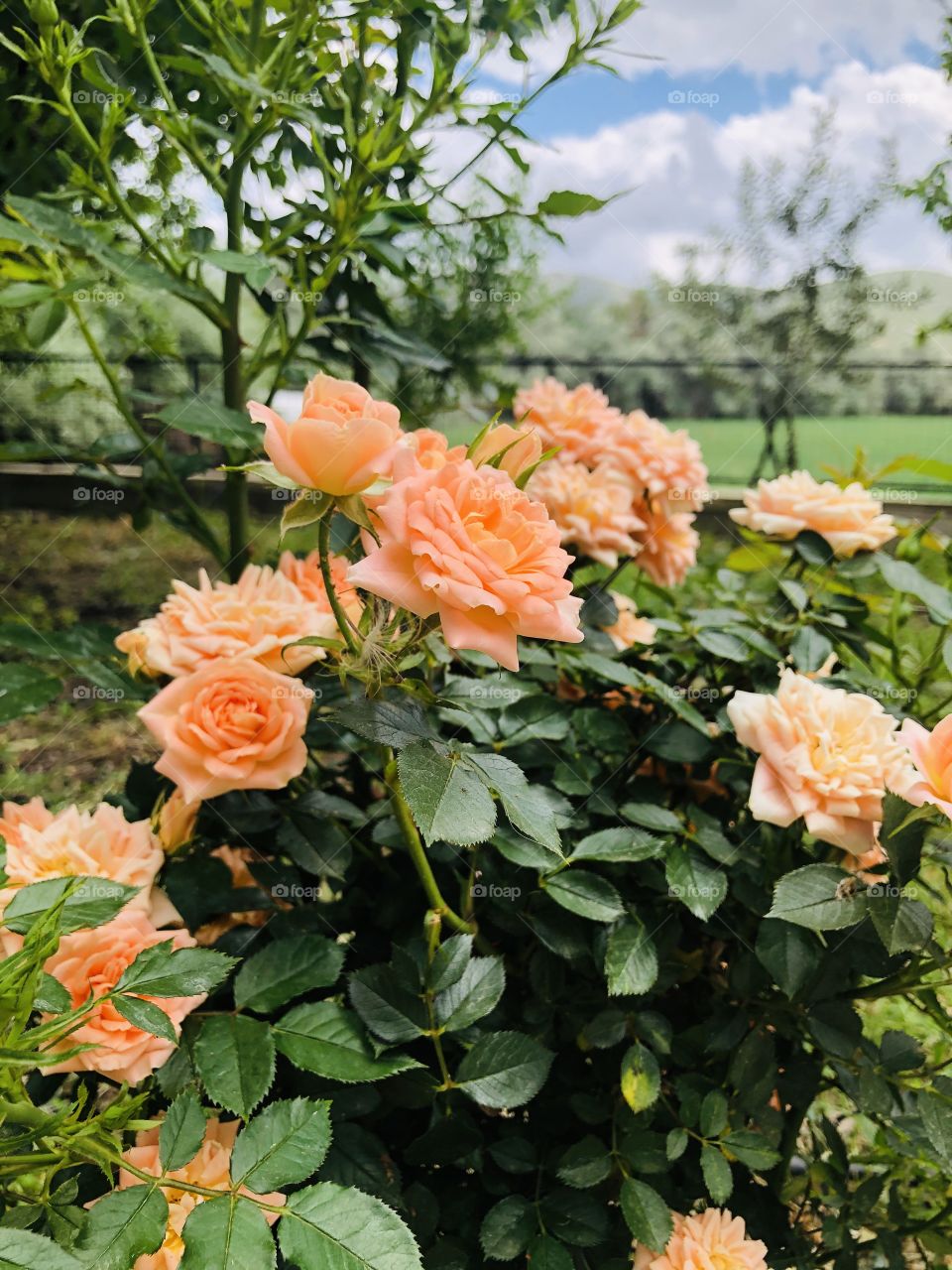 Orange wild roses 