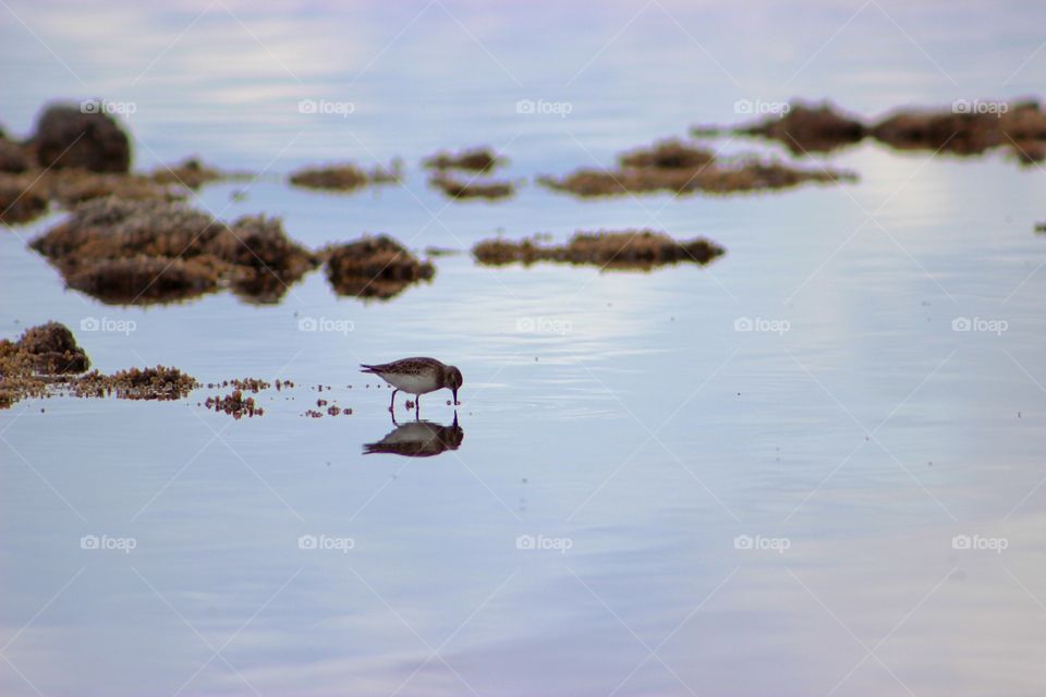 Bird on a marsh
