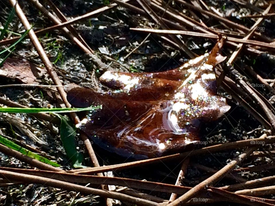 Shining oak tree leaf