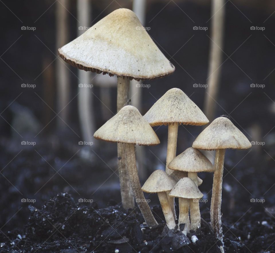 Nature’s triangles, the caps of small mushrooms