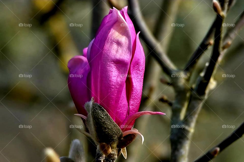 Close up on a pink Lily Magnolia blooming flower in Suscinio