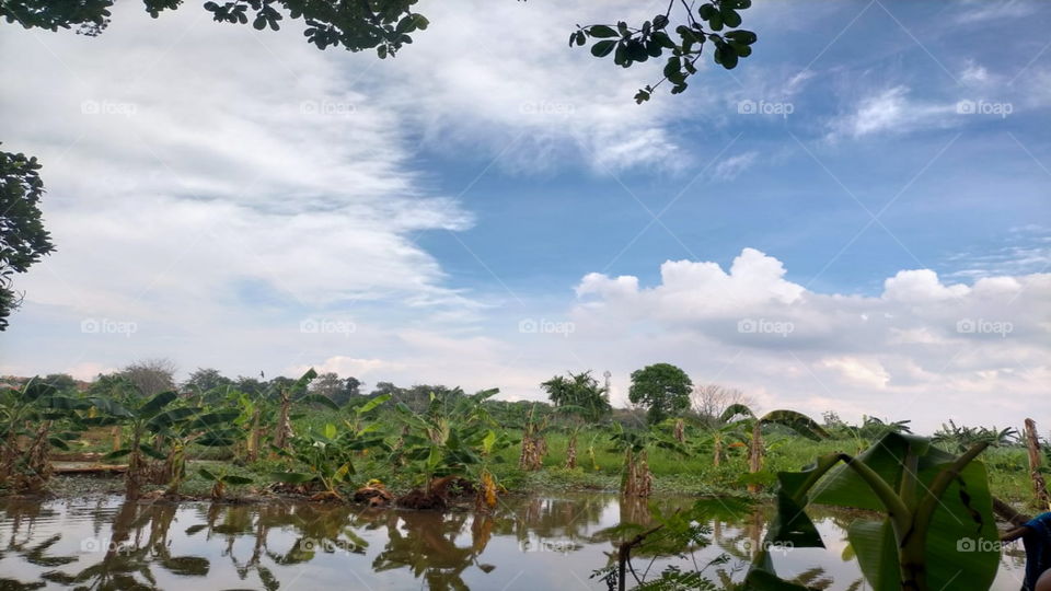 Banana tree by the river.