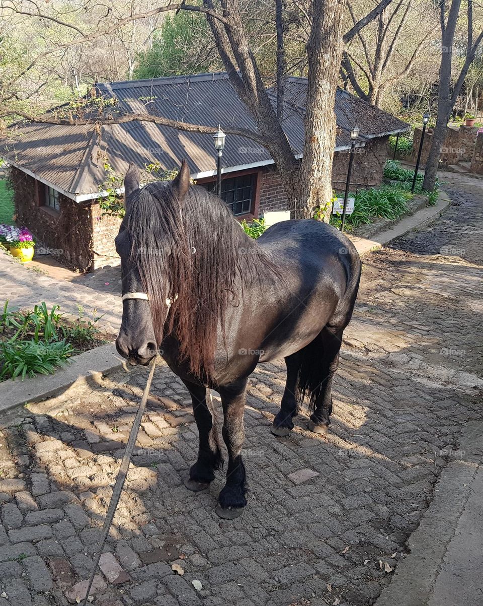 beautiful black horse on his way back to the stables.