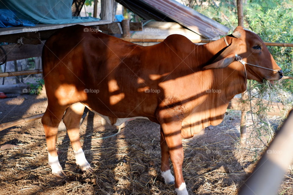 This is a cow 🐄  at Thailand