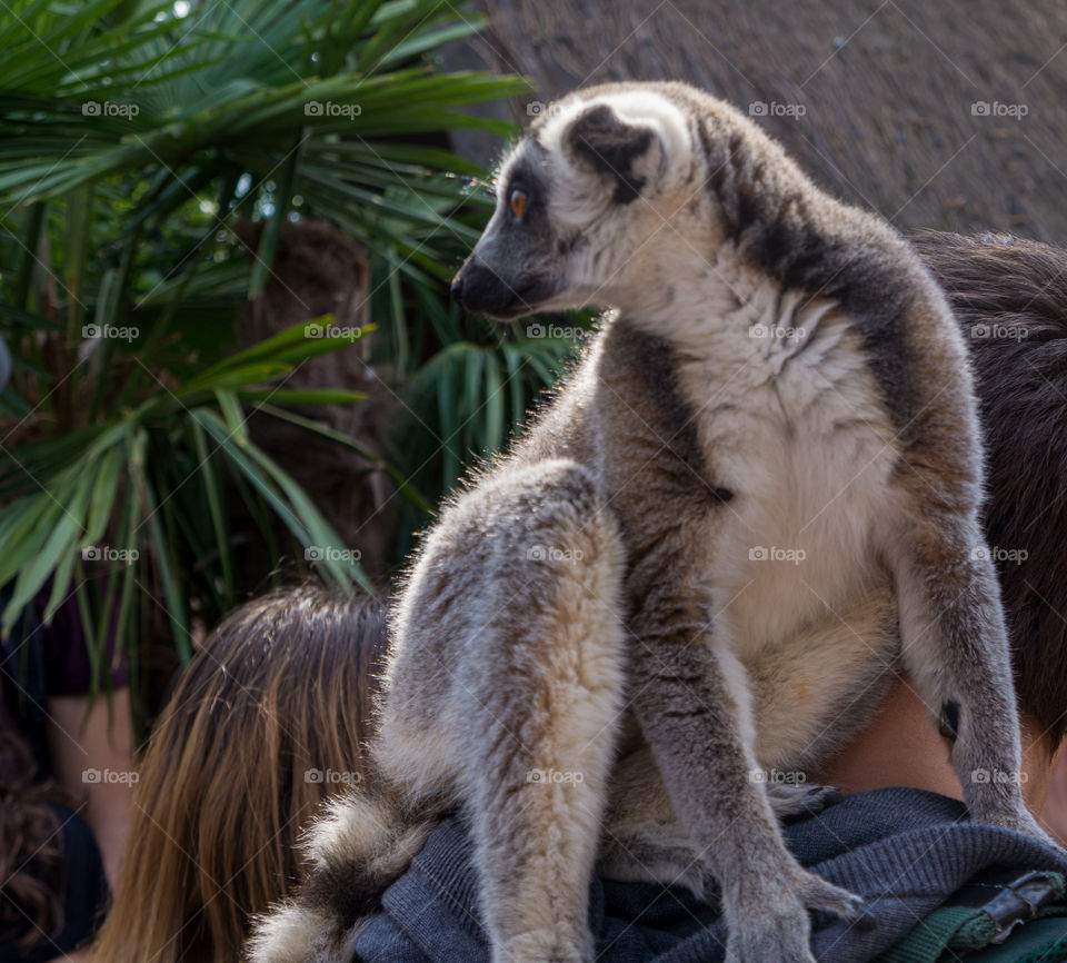 Wild lemur on the shoulder of a man