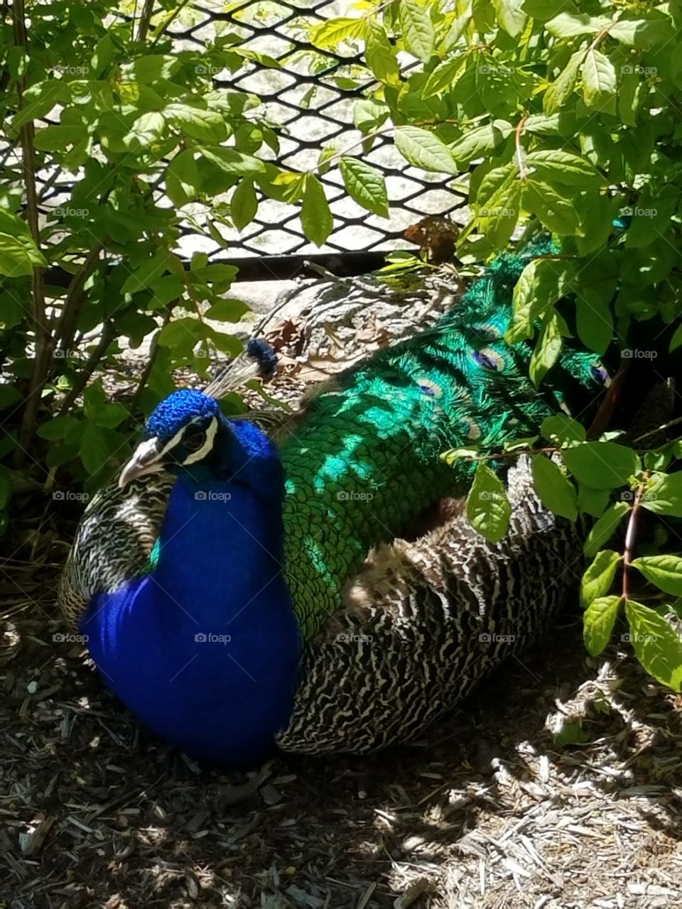sitting peacock
