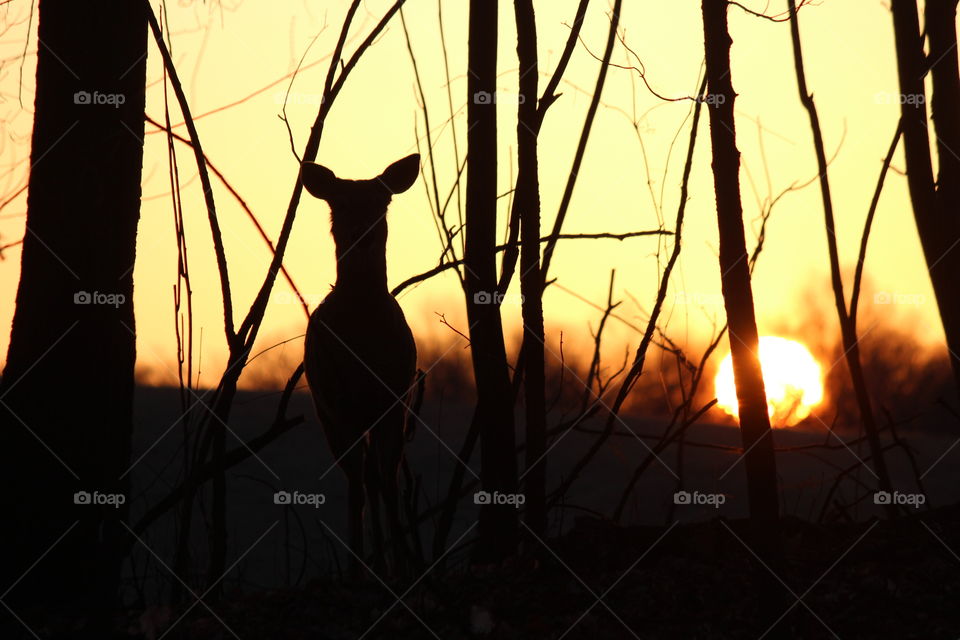 sunrise in the woods, deer watching on a beautiful morning walk.