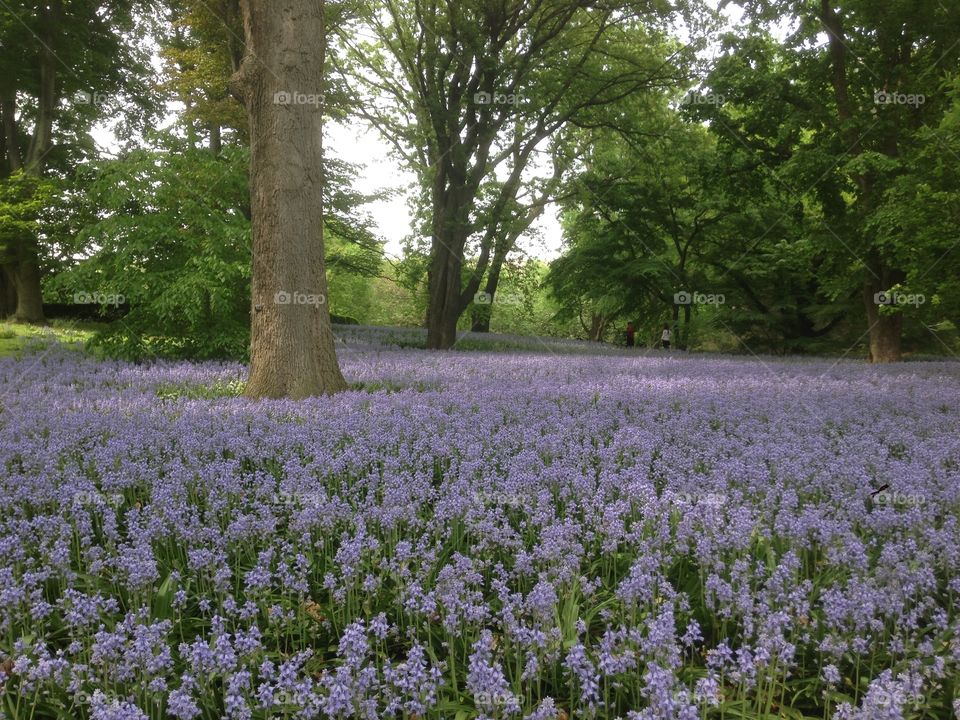 Flower, Landscape, No Person, Tree, Flora