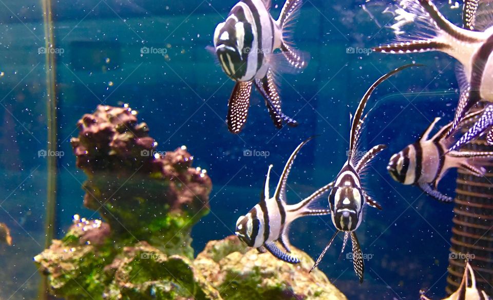 Aquarium fishes 