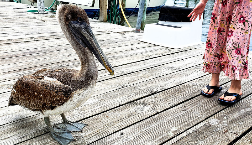 a pelican encounter.