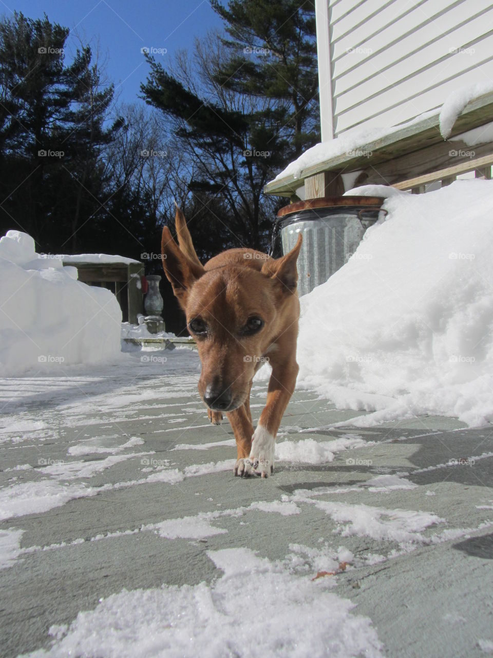 Close up brown dog walking through snow on deck.