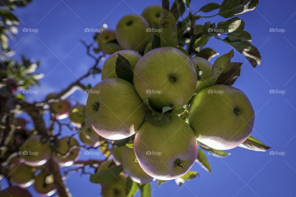 Low angle view of apple against blue sky