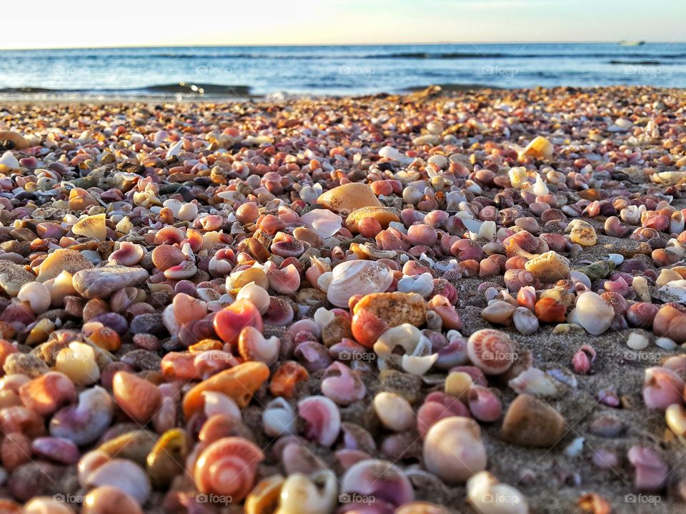 Close-up of a seashell on beach