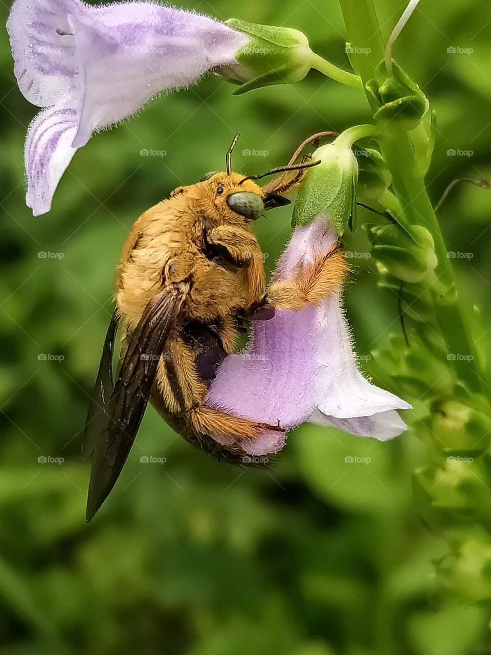 yellow beetle, pictured in 2021