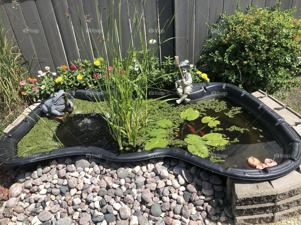My pond