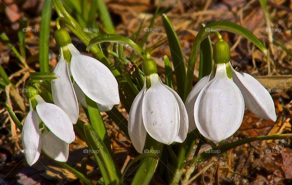 Snowdrops