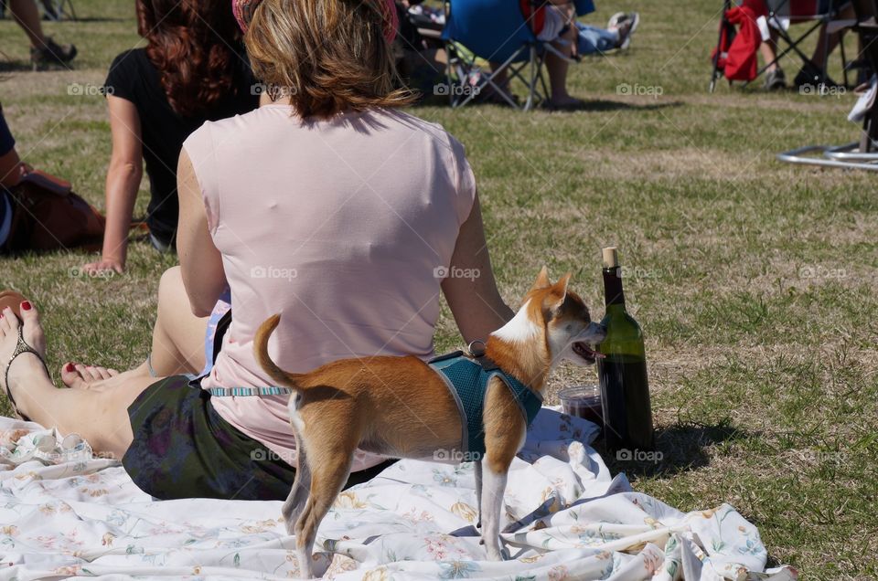 Wine and my dog...life is good. Picnic at outdoor jazz concert