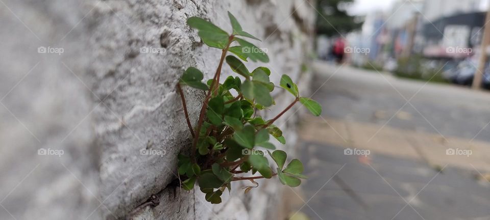 Plant on the wall