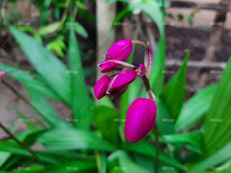 This is a one of beautiful flowers in my garden. Name: Orchidaceae, Family: Orchidaceae; Juss, Kingdom: Plantae, Order: Asparagales.