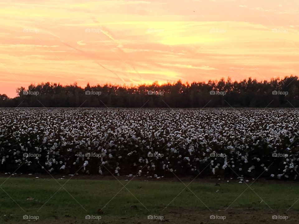 Winter sunset on the cotton field