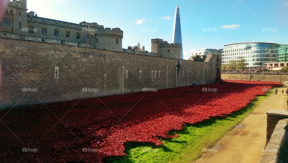 Tower of London remembrance poppies