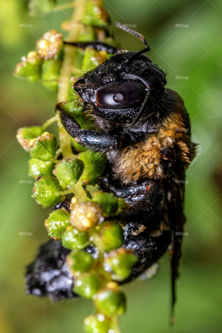 An eastern carpenter bee is patiently waiting to dry out after a rain shower. 