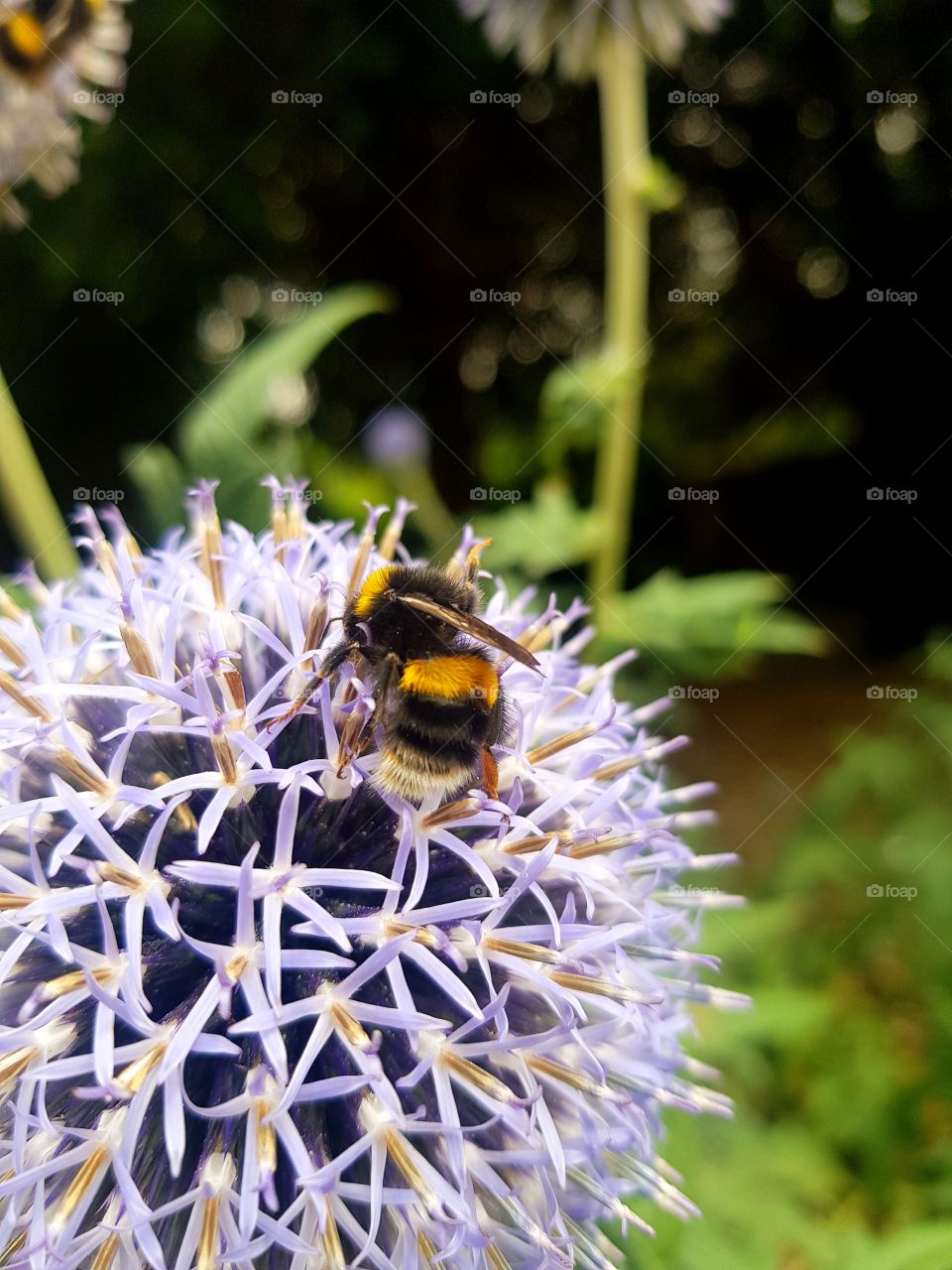 a bee gathering pollen
