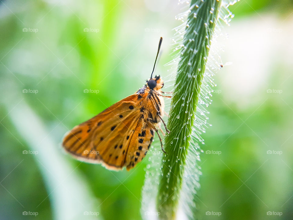 butterfly sitting on grass