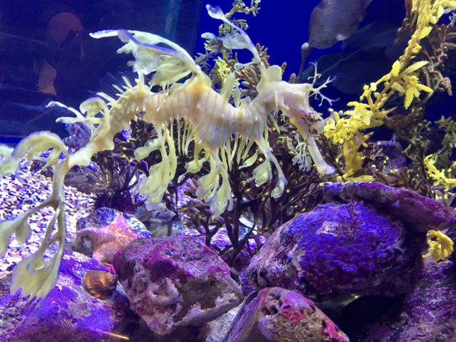 Leafy sea dragon at Aquarium of the Pacific in Long Beach, California 