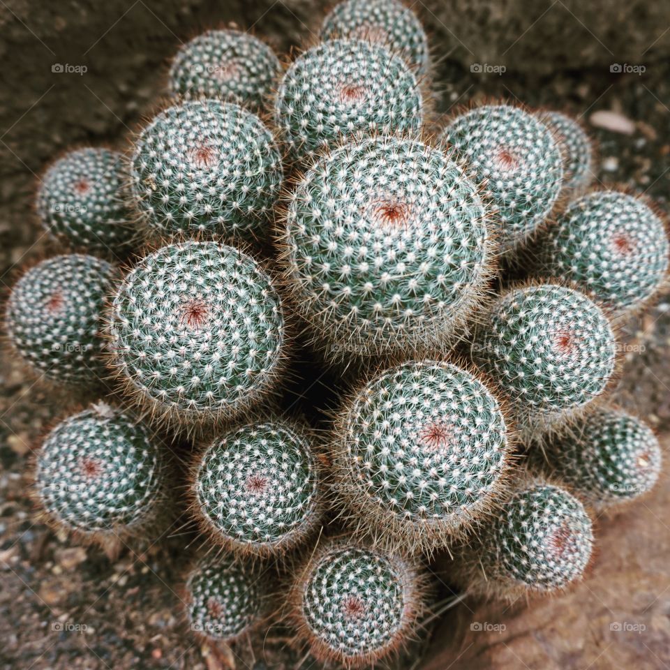 Cactus in DC. At the U.S. Botanical garden 