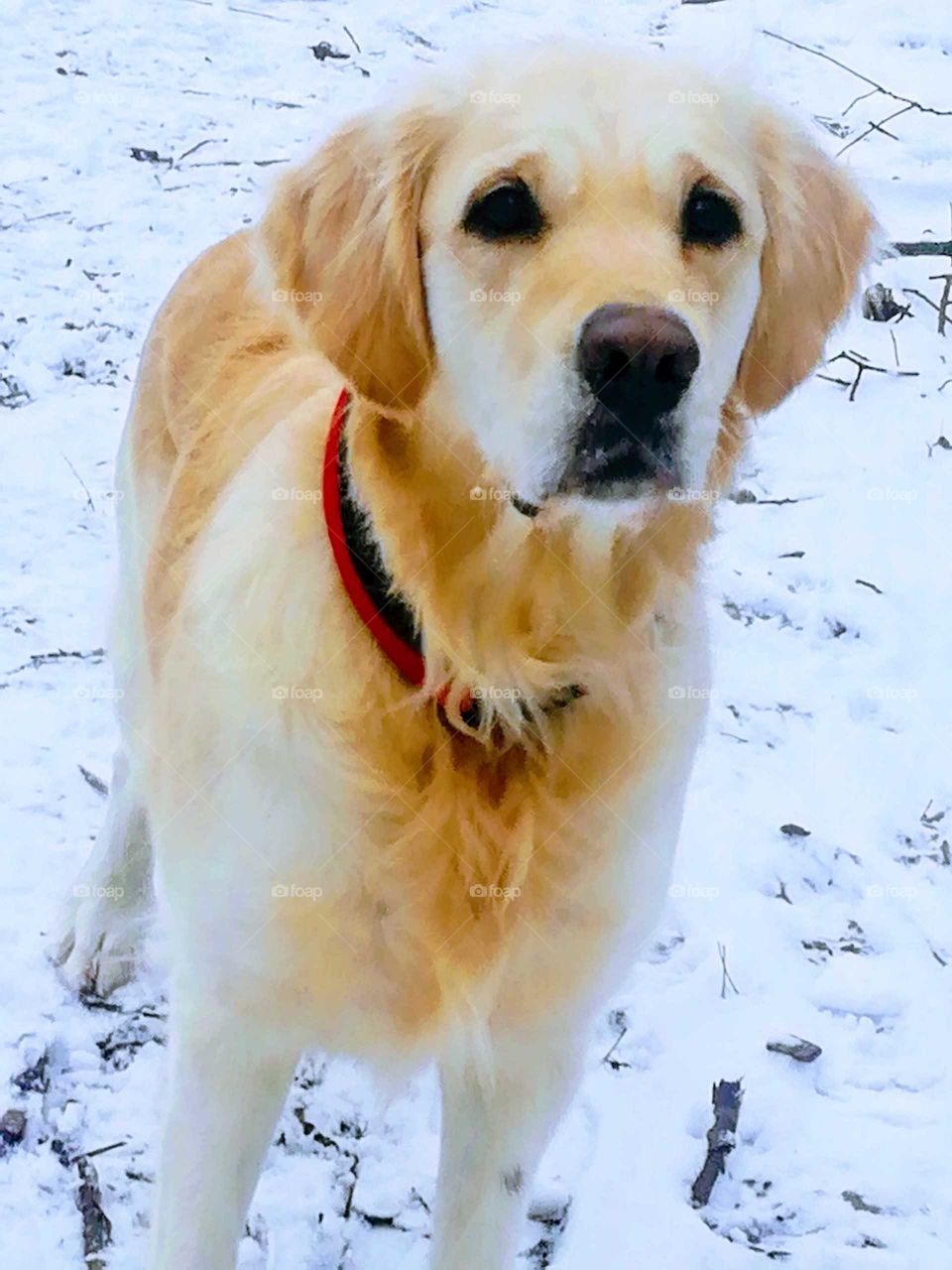 Golden retriever in the snow. Nice looking and concentrated