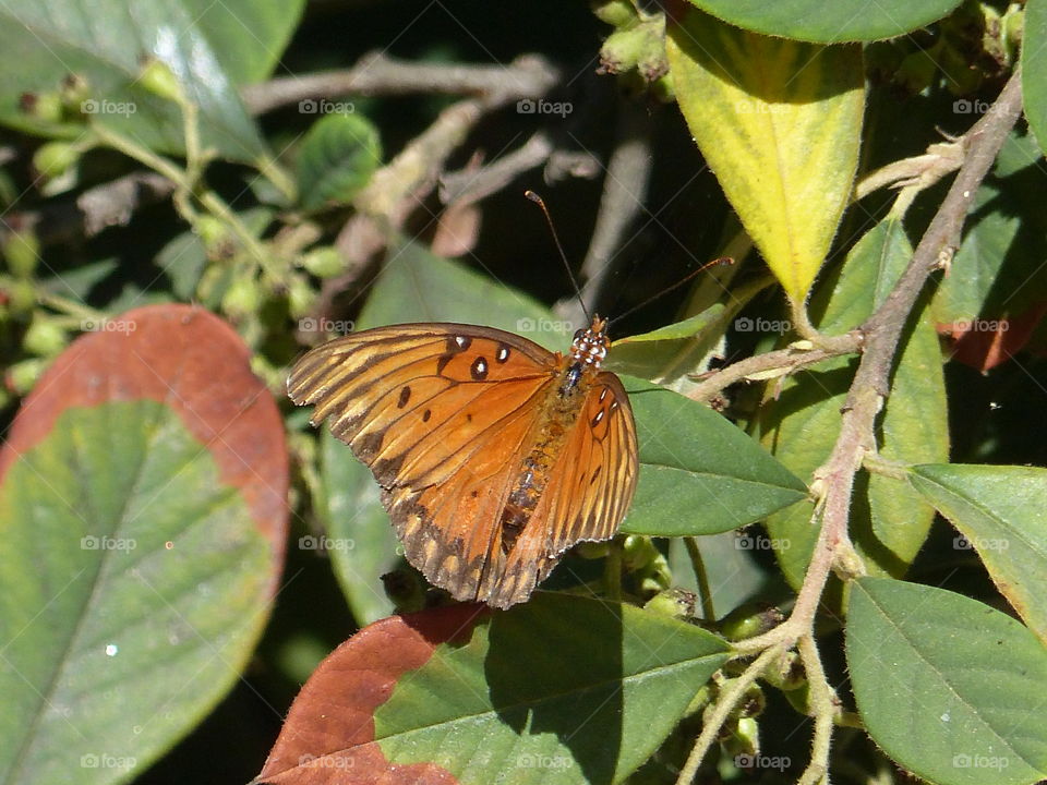 Butterfly on leaves 