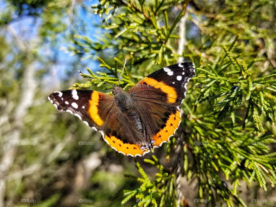 Red Admiral Butterfly in a Cedar Tree and a Clear Blue Sky