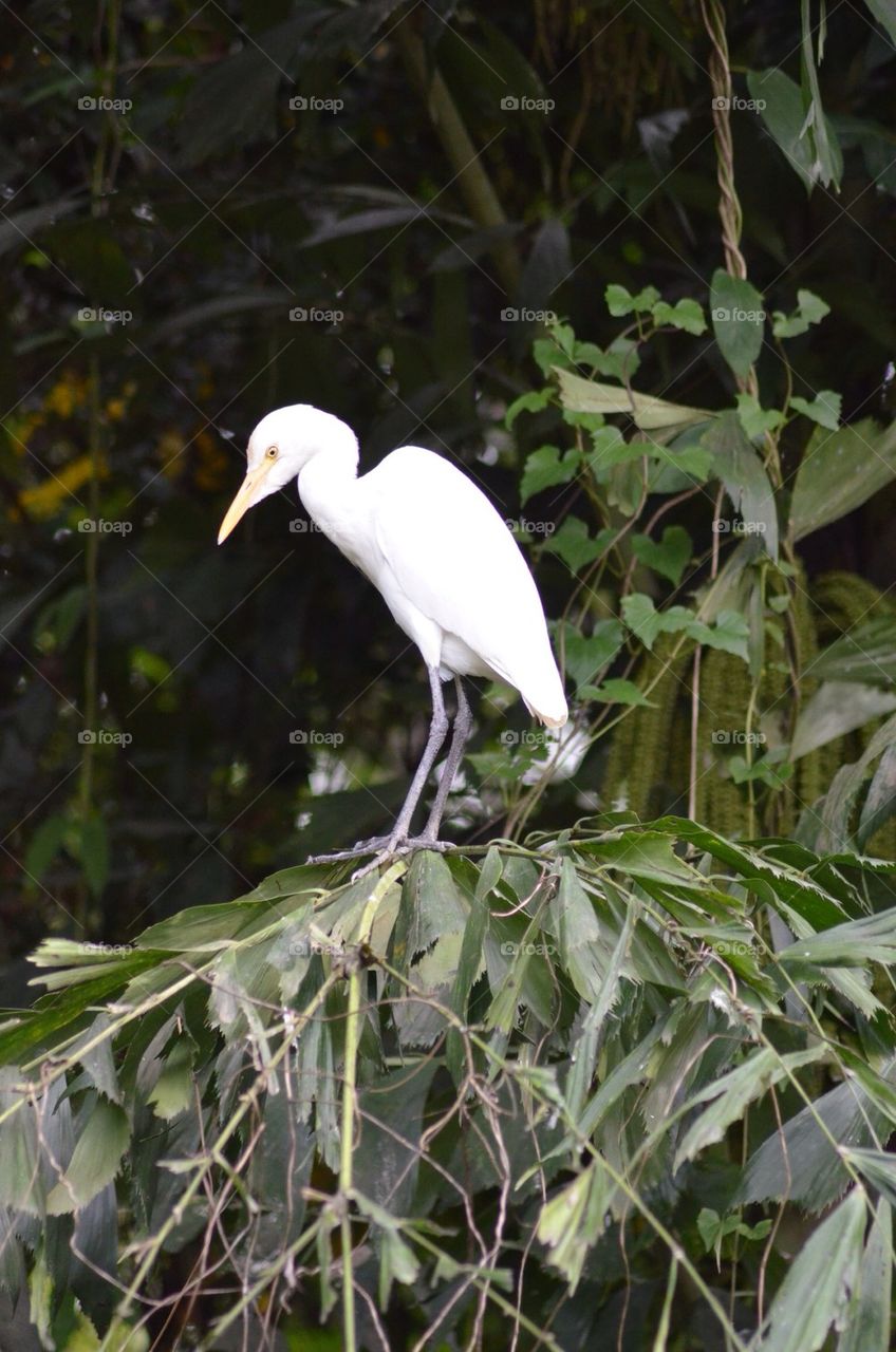 White Egret