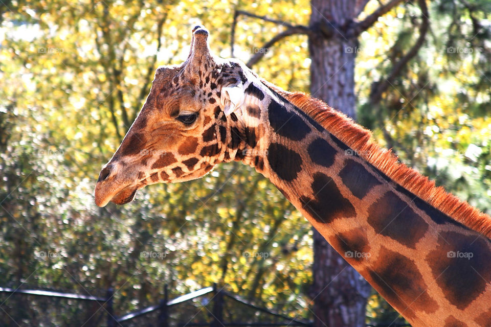 nature red pattern orange by hlehnerer