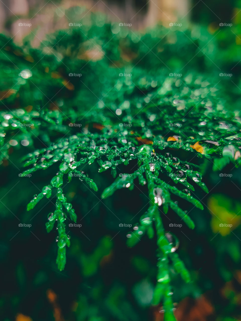 Branch with raindrops