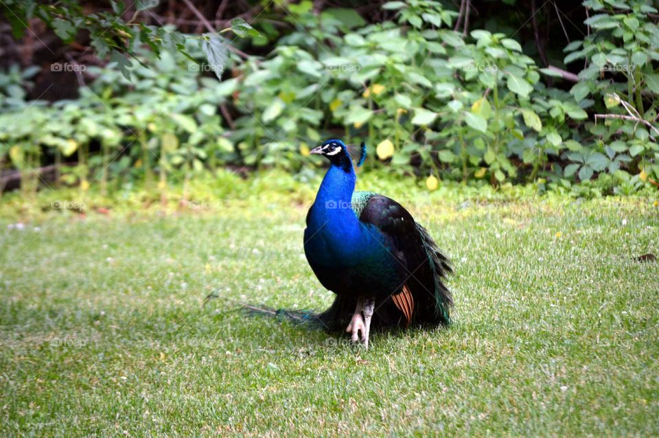 Peacock