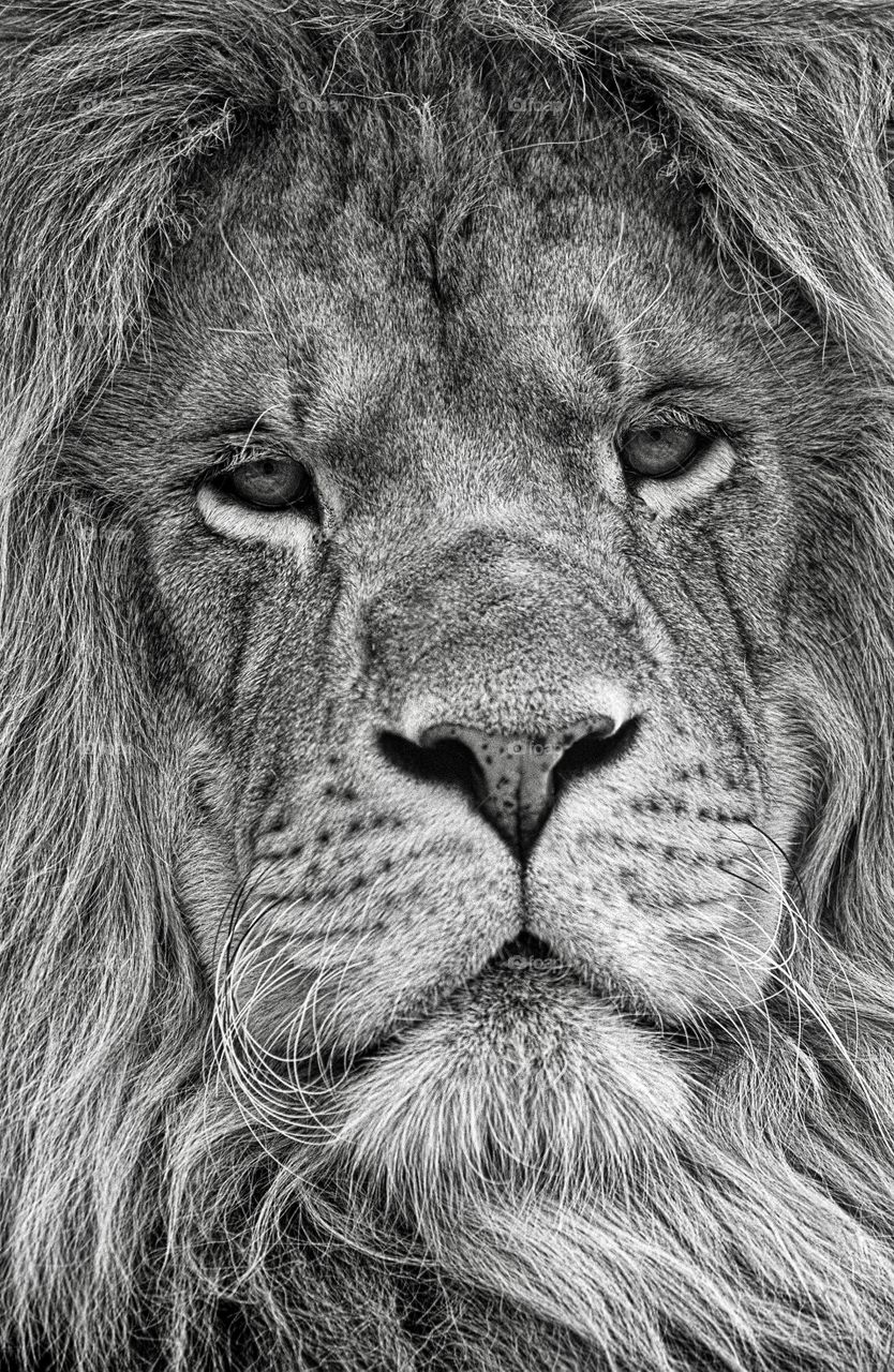 Warrior. A close up facial portrait of a lion king in monochrome.
