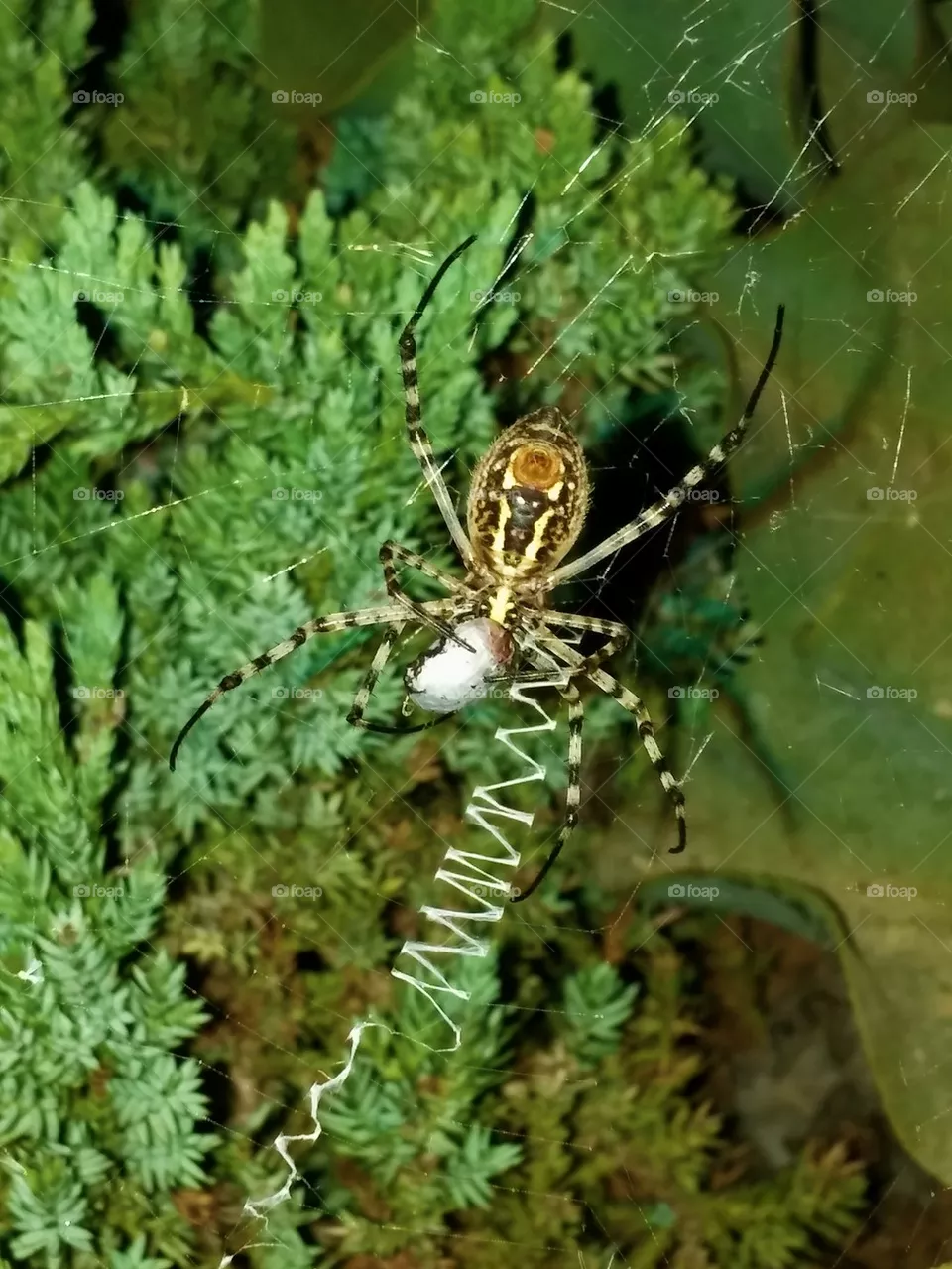 spidy