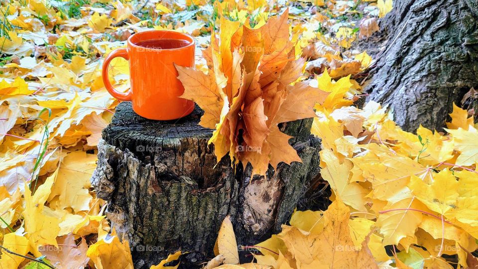 Autumn time 🍁🍂 Mug of tea in autumn day🍁🍂