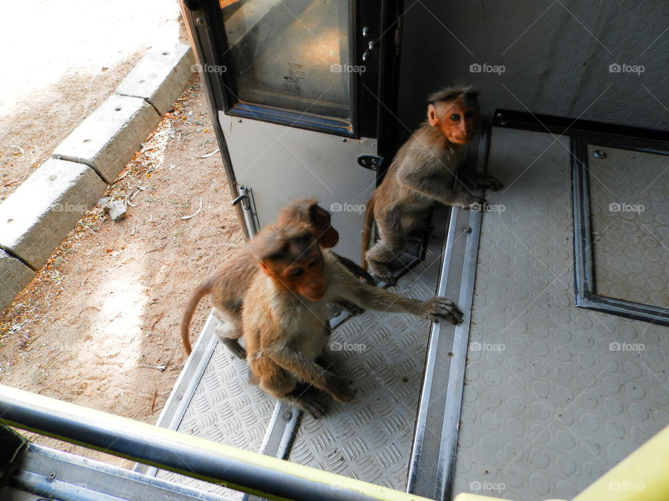 Mammal, One, Monkey, No Person, Portrait