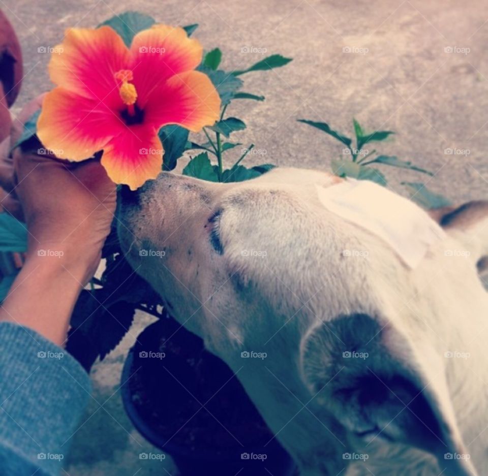 Everybody enjoy spring^^. Nice flower with my lovely dog