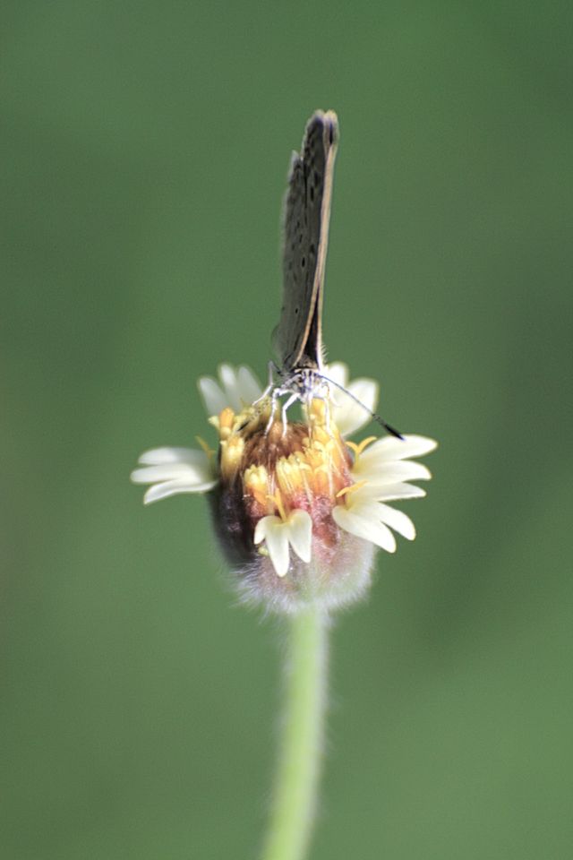 flora