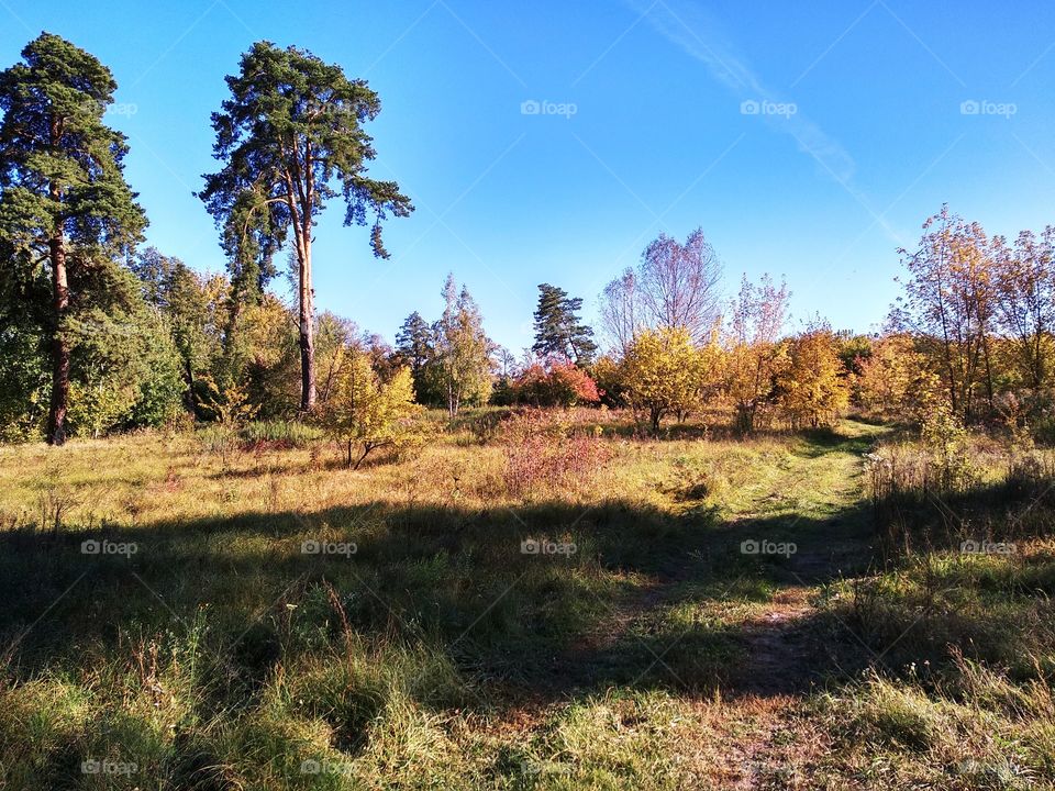 Good weather in October. Autumn forest