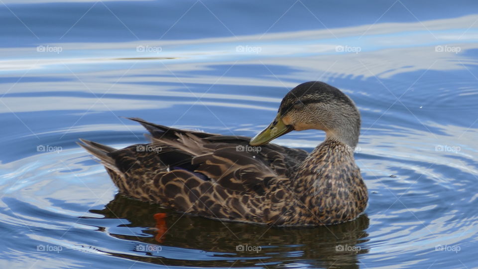 Florida Mallard on peaceful blue waters posing facing left