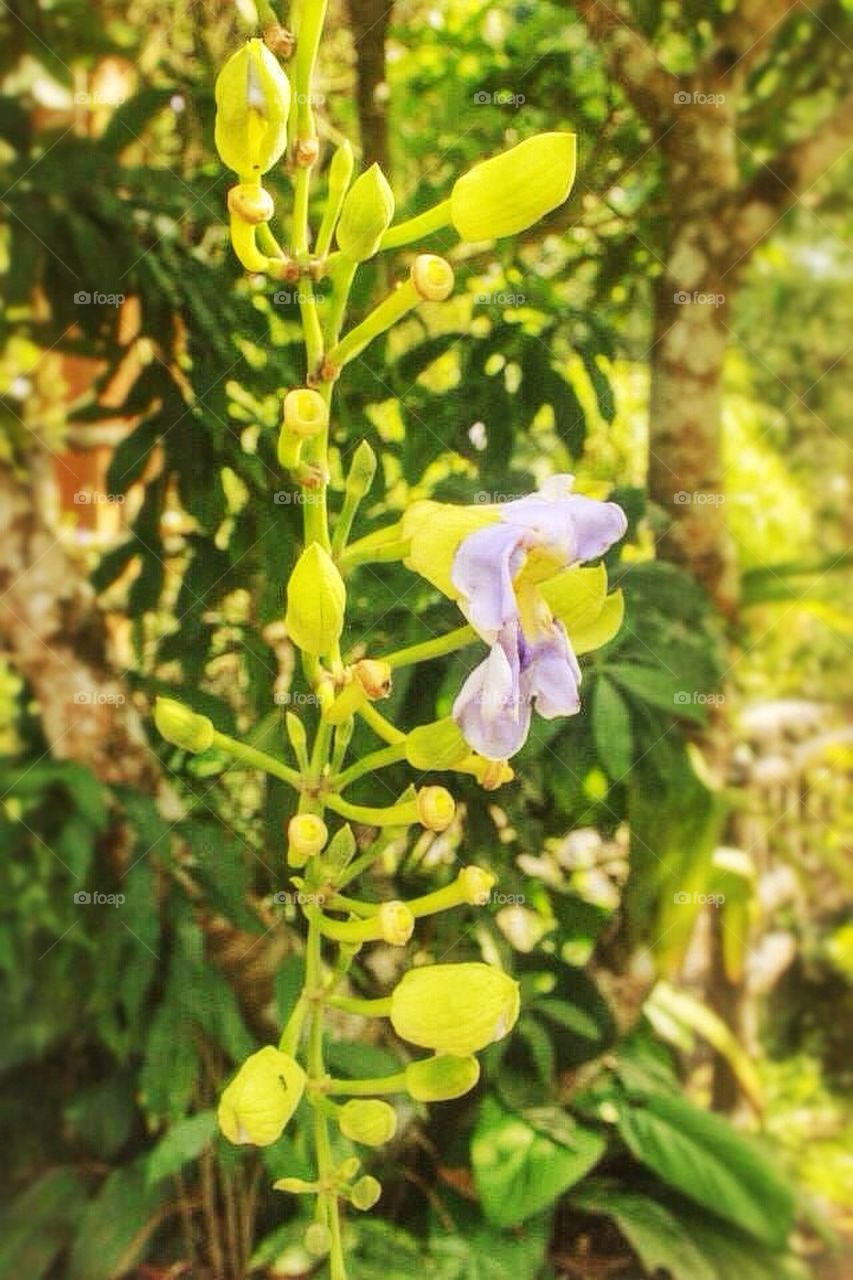 The hanging plant