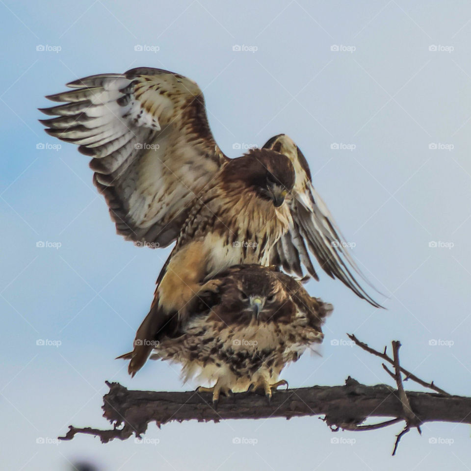 Hawk Photobomb